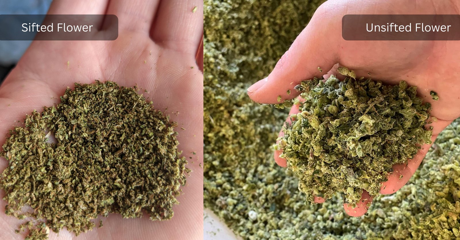 Sifted vs unsifted cannabis flower comparison